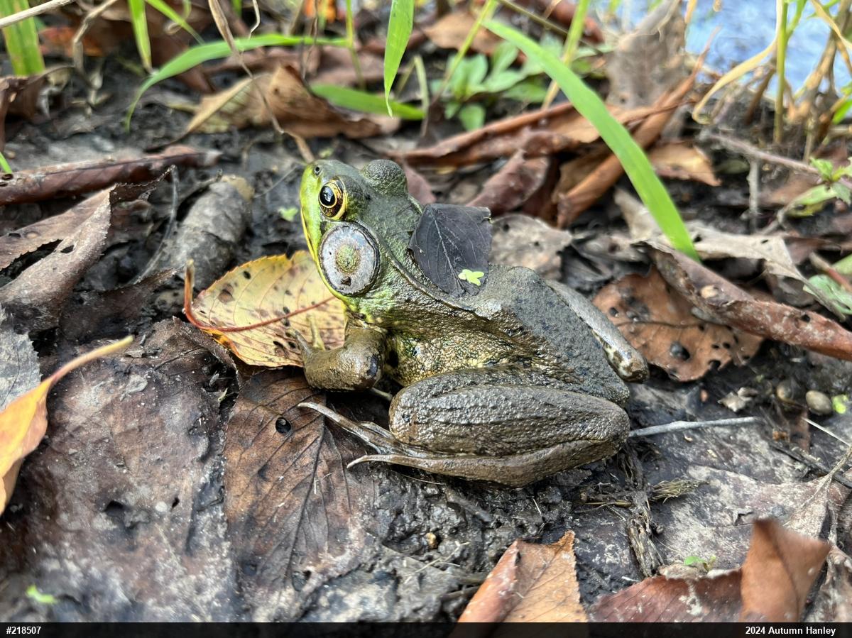 Green Frog