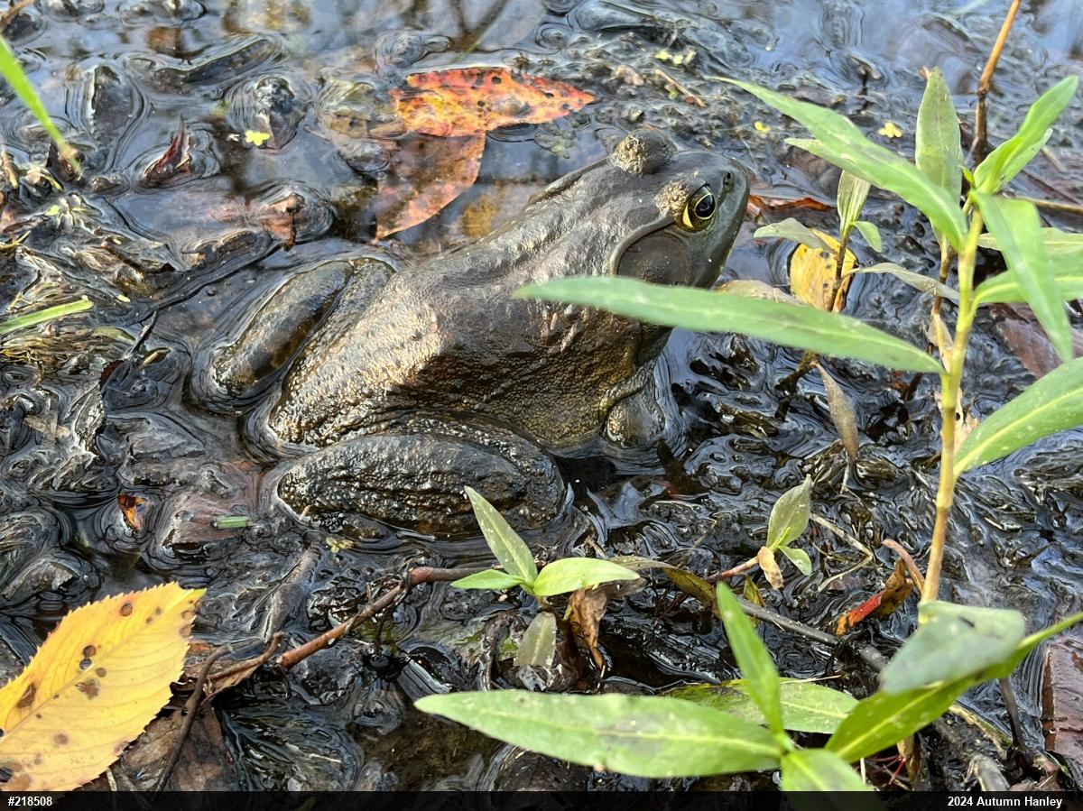 American Bullfrog