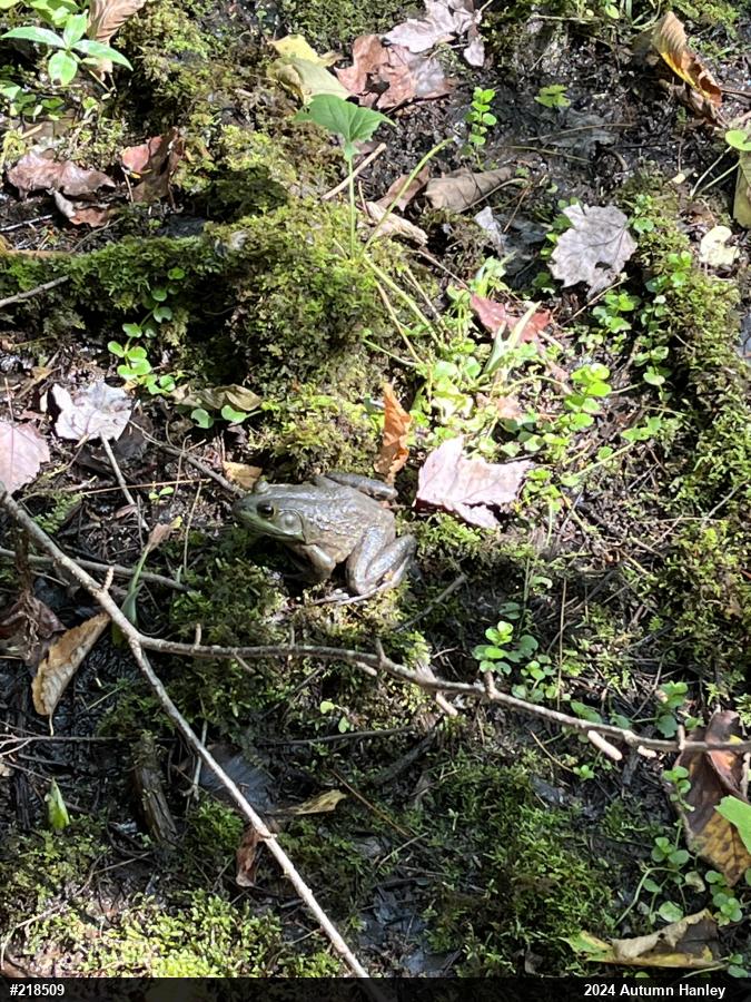 American Bullfrog