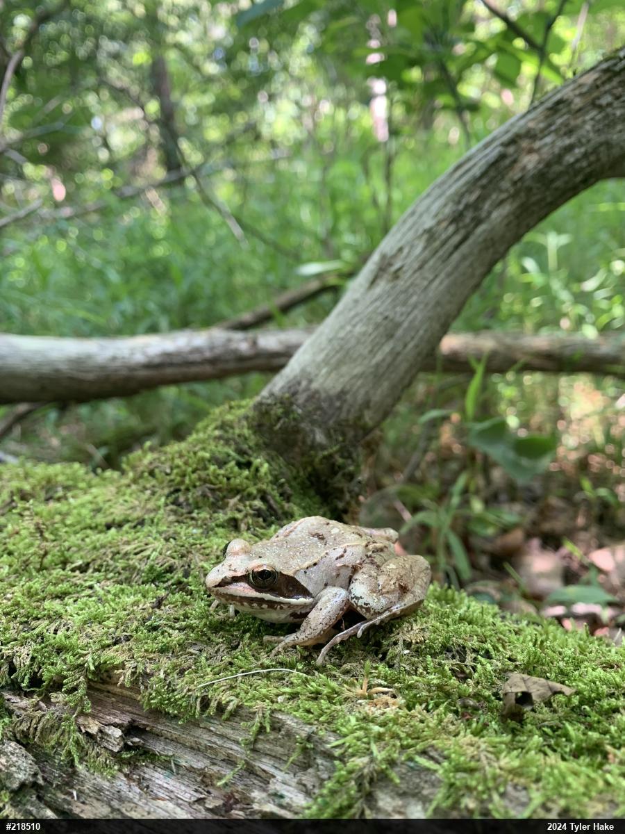 Wood Frog
