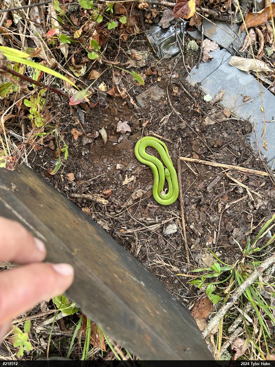 Smooth Greensnake