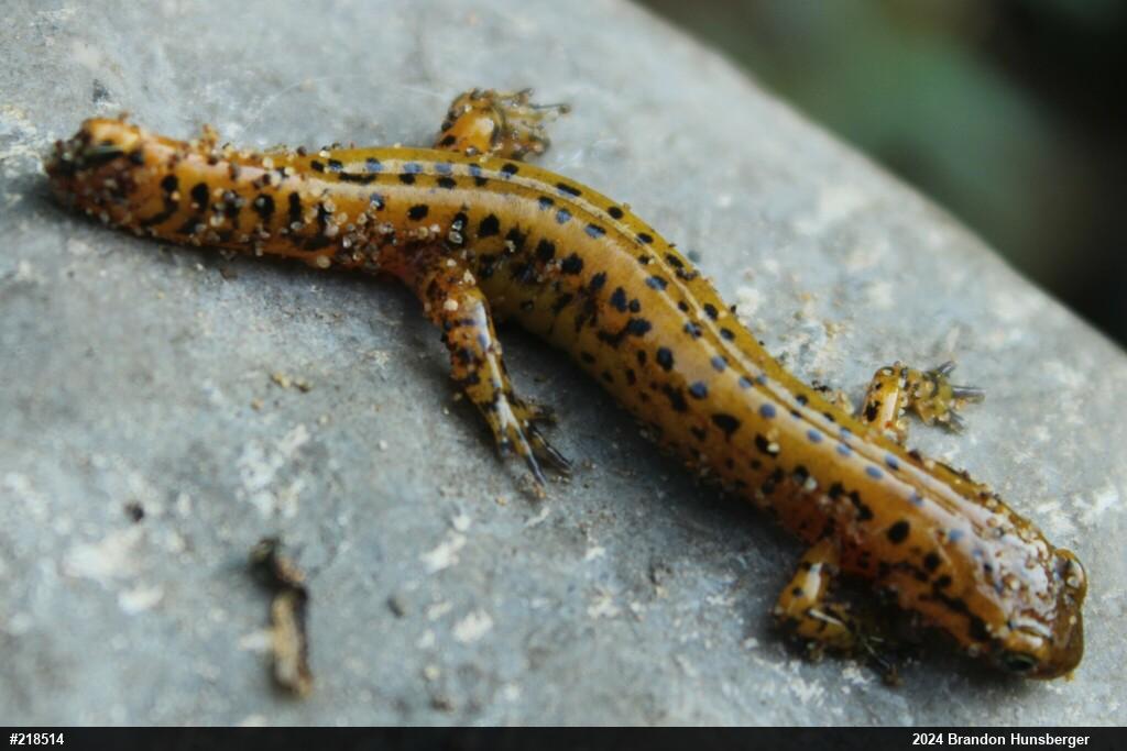 Eastern Long-tailed Salamander