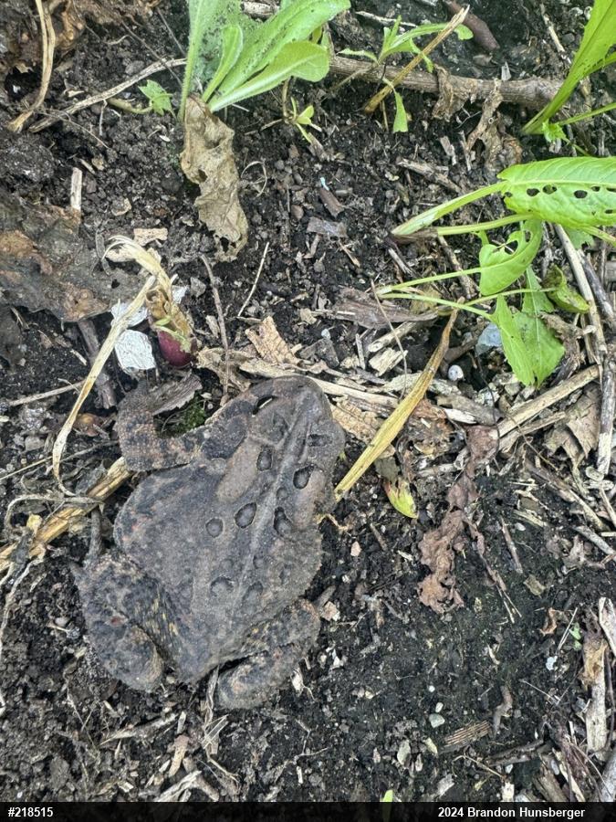 Eastern American Toad