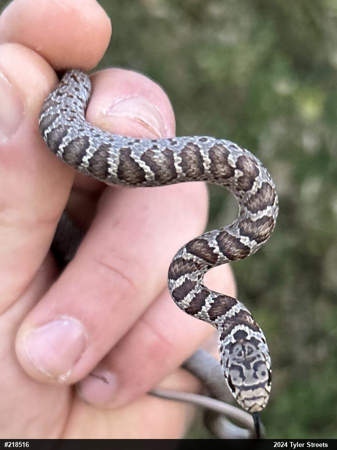 Northern Black Racer