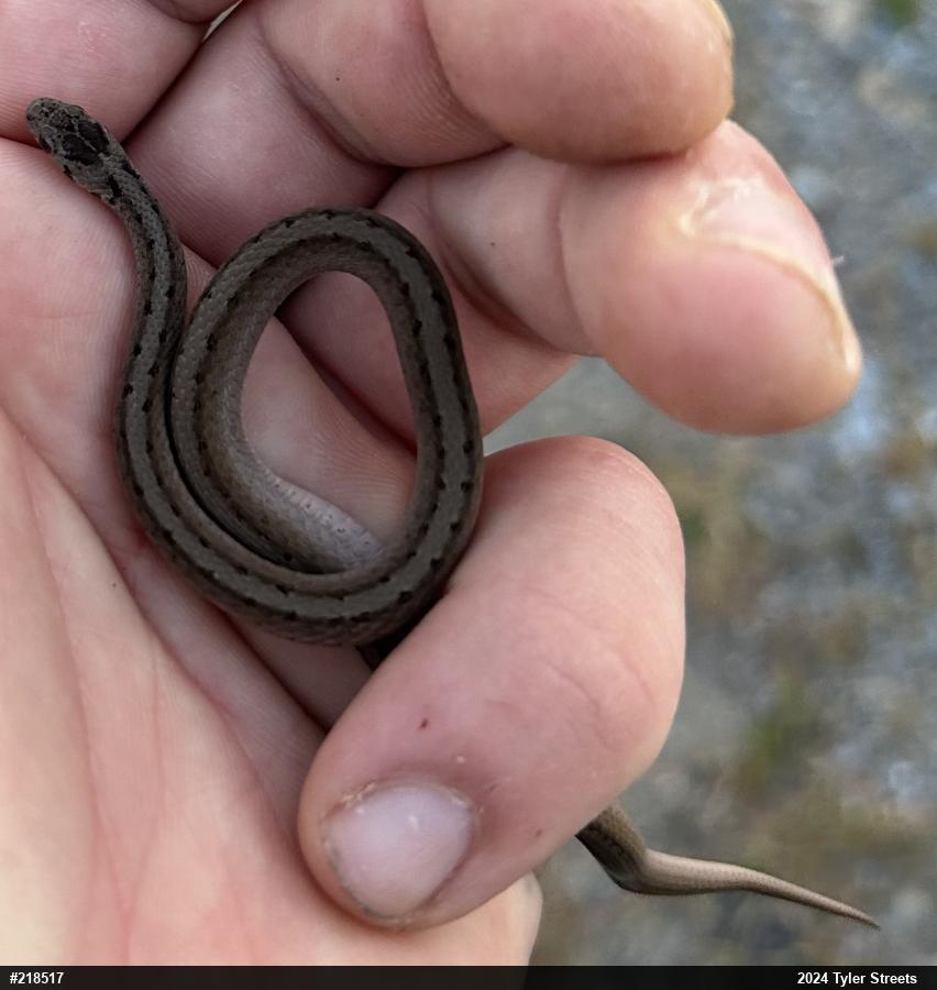 Dekay's Brownsnake