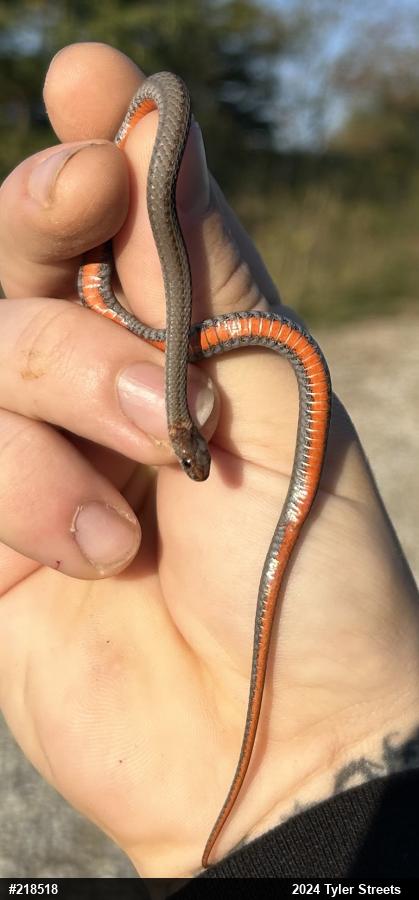 Red-bellied Snake