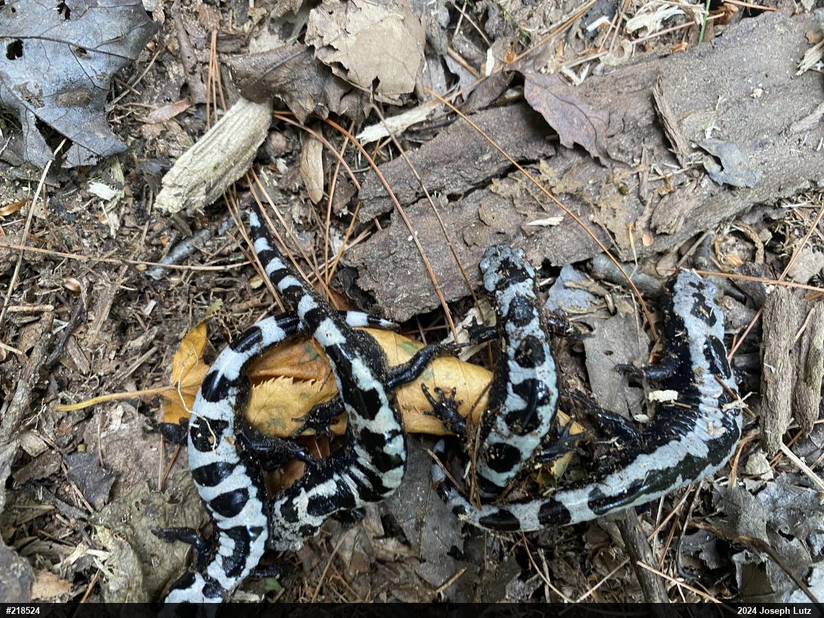 Marbled Salamander