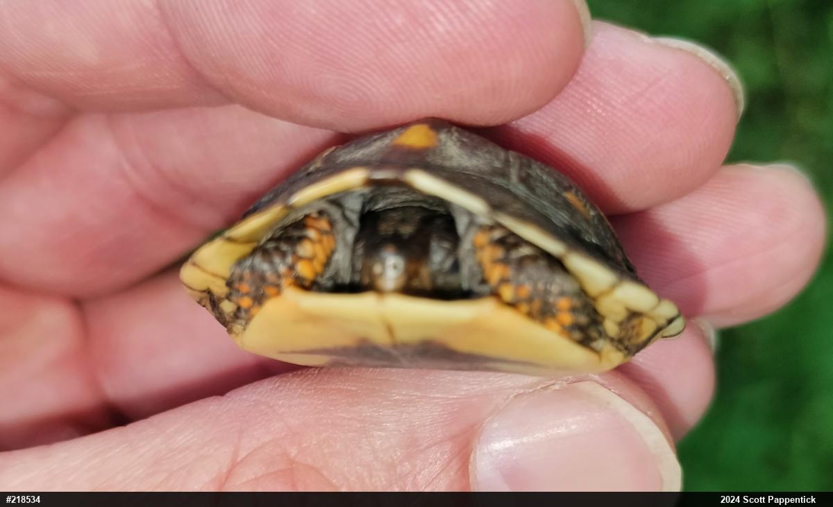 Eastern Box Turtle