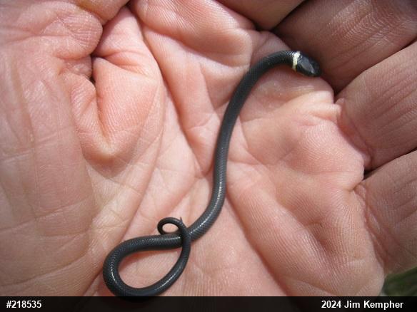 Northern Ring-necked Snake