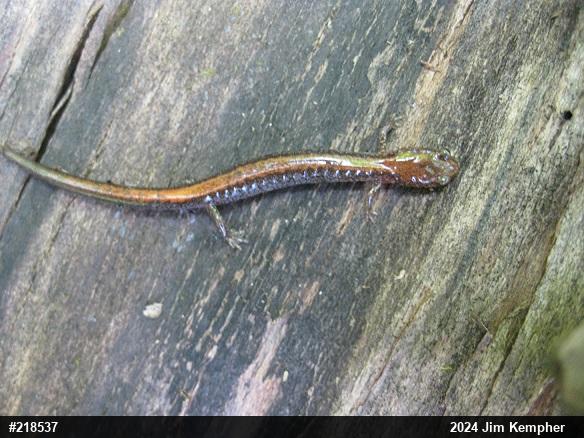 Eastern Red-backed  Salamander