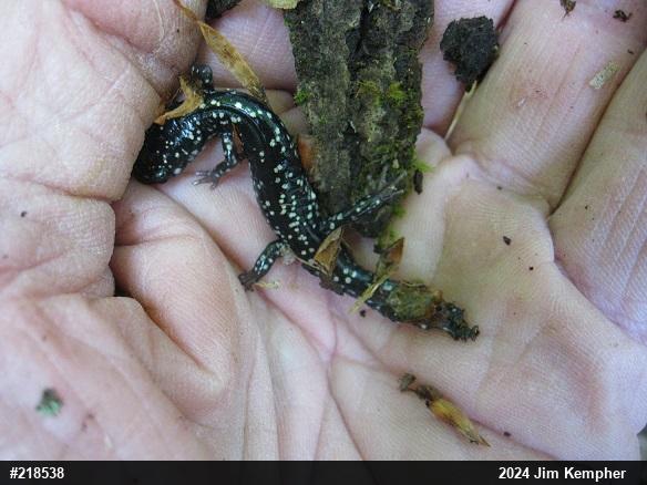 Northern Slimy Salamander