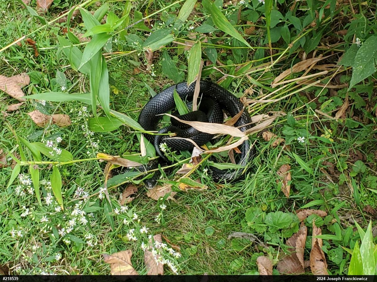 Eastern Ratsnake