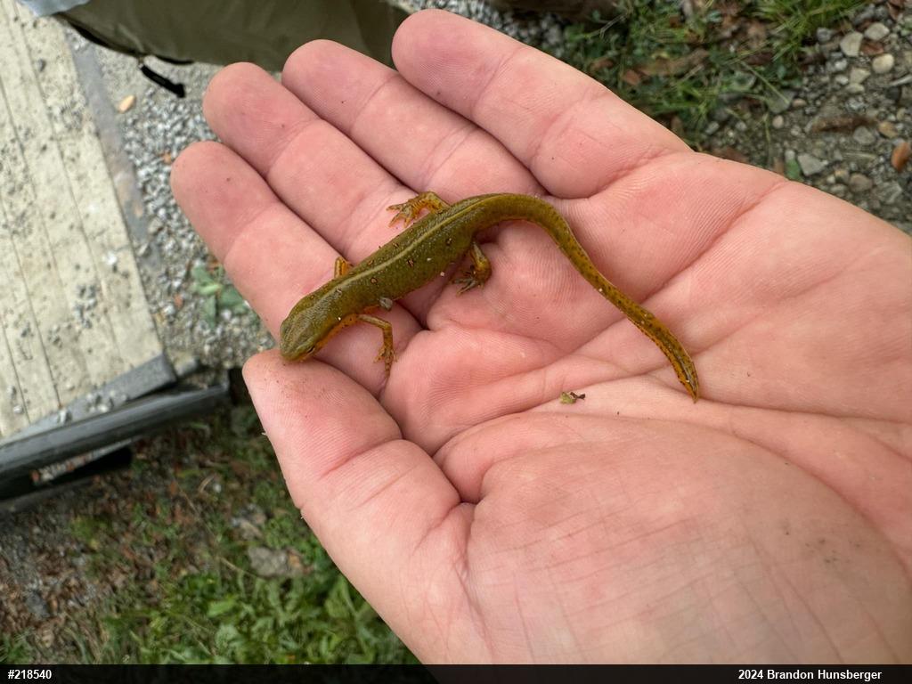 Red-spotted Newt