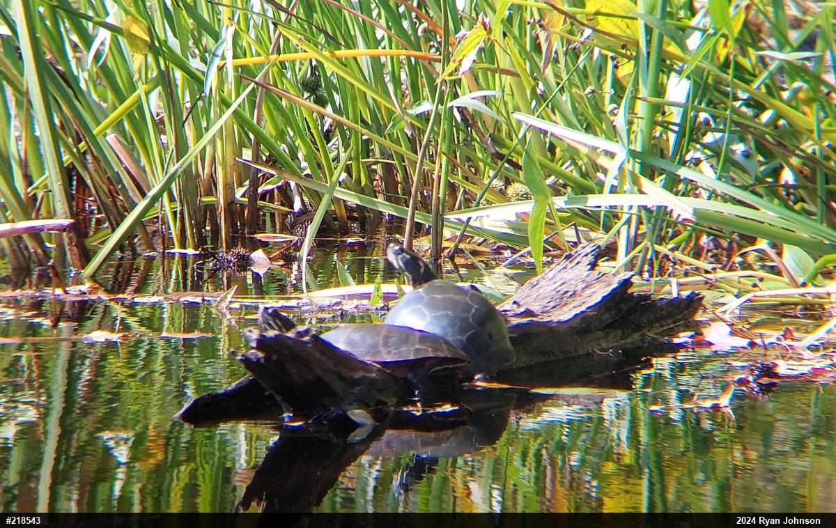 Midland Painted Turtle
