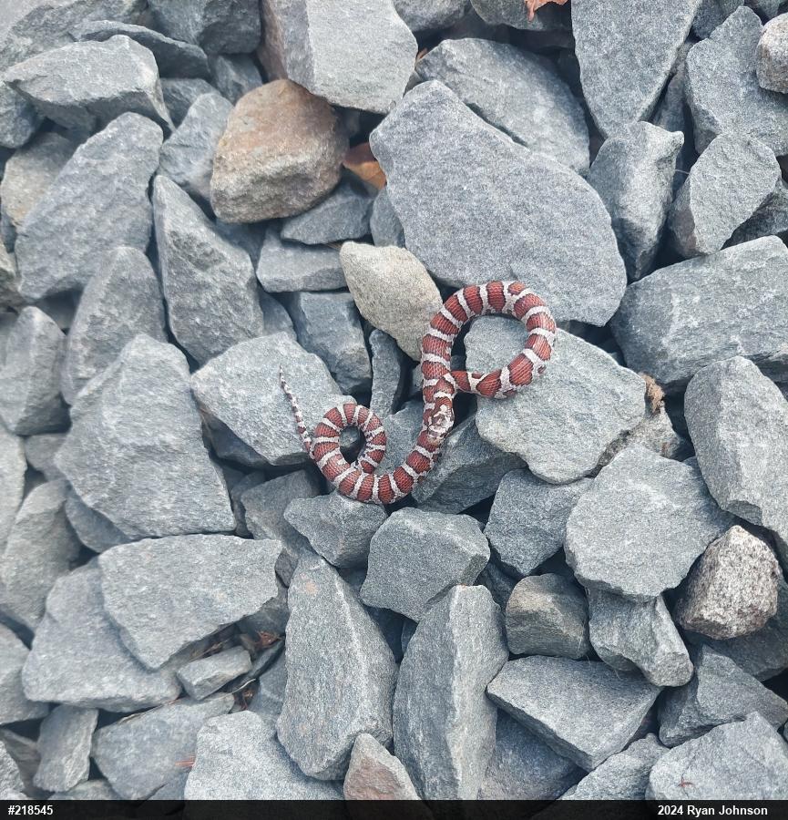 Eastern Milksnake