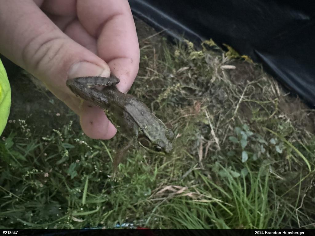 Green Frog