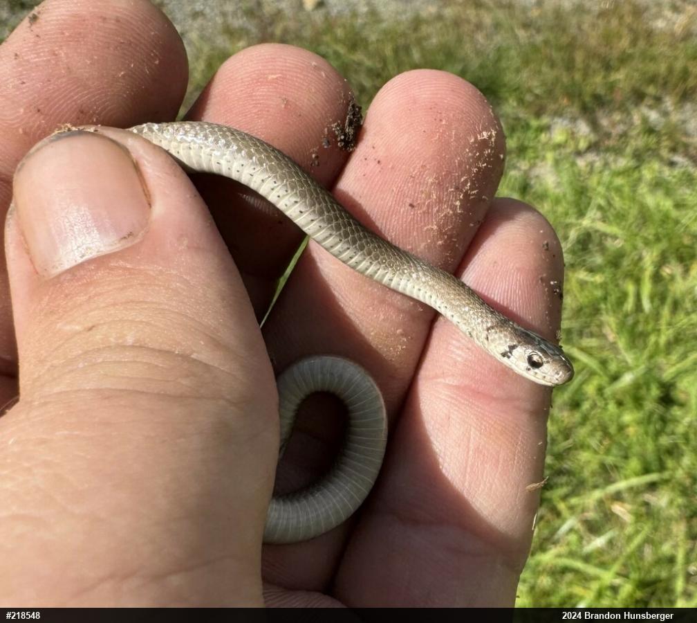 Dekay's Brownsnake
