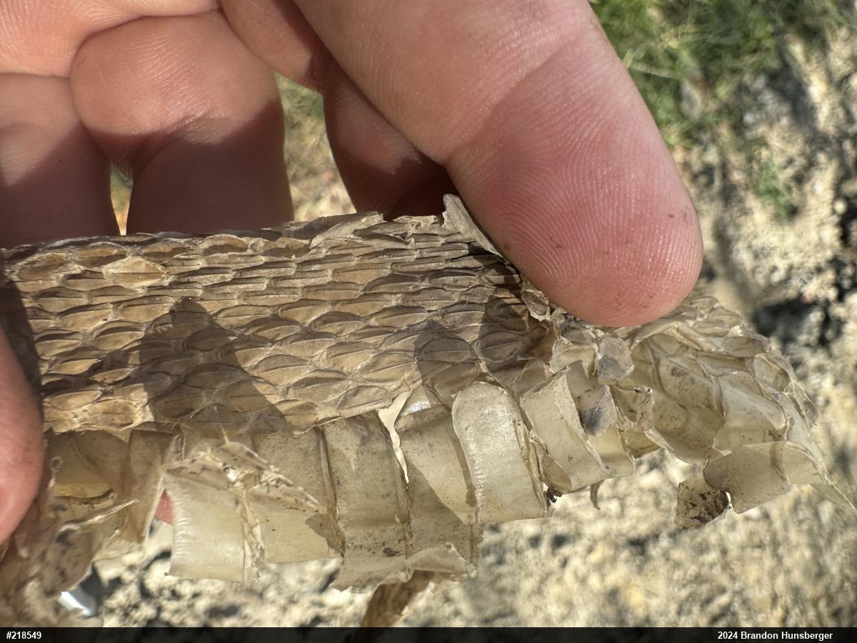 Northern Watersnake