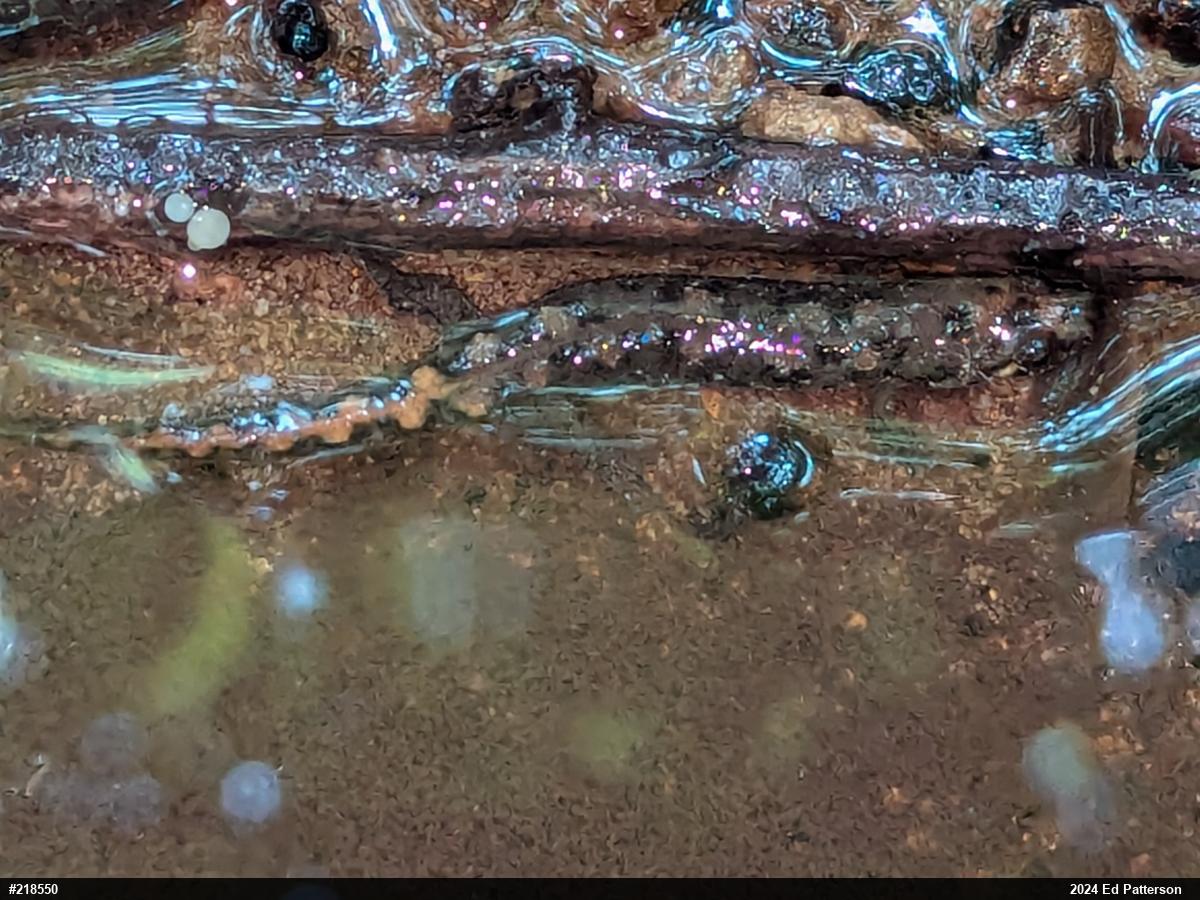 Seal Salamander