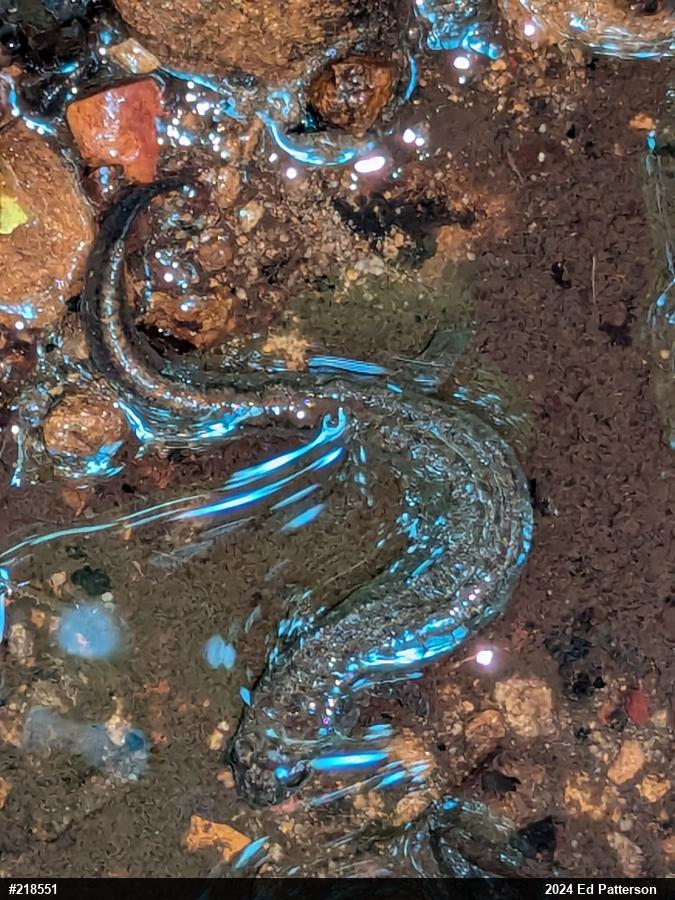 Northern Dusky Salamander