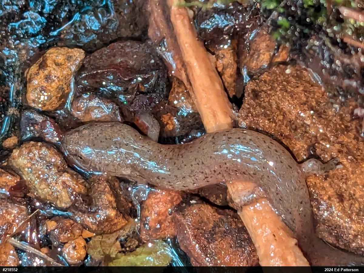 Northern Red Salamander