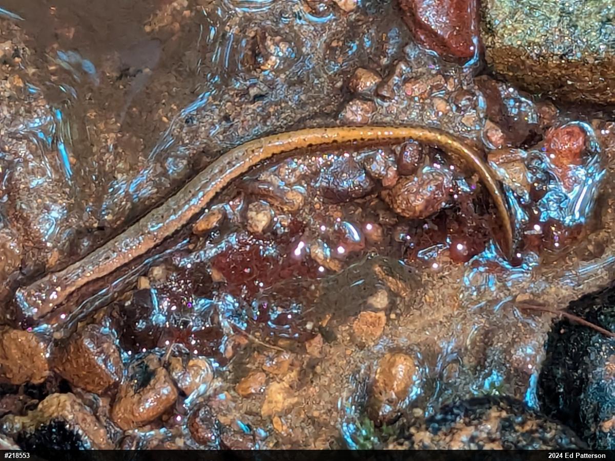 Northern Two-lined Salamander