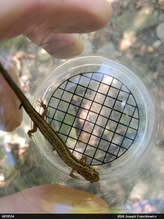 Northern Two-lined Salamander