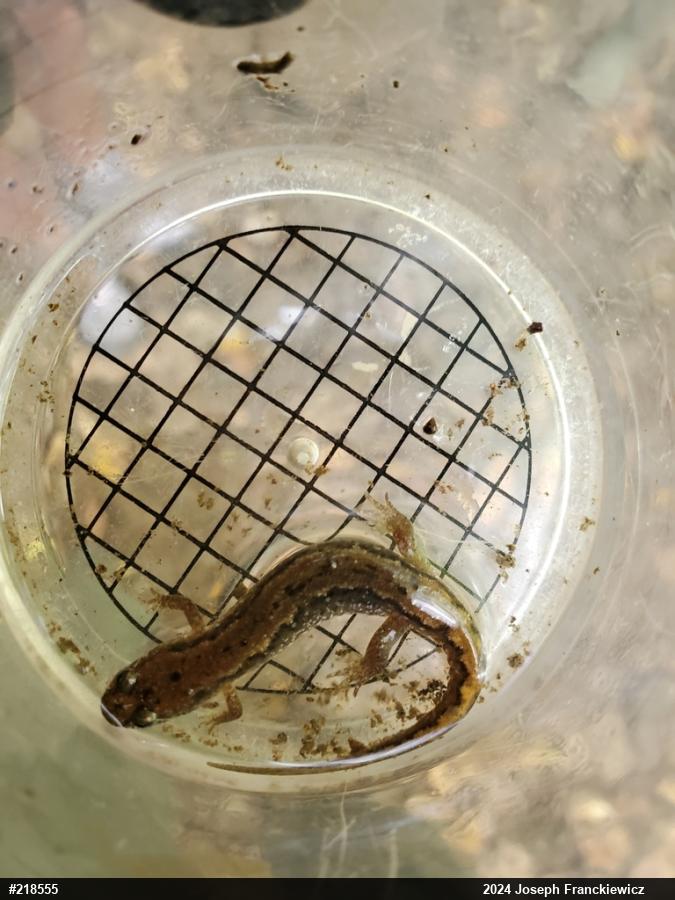 Northern Dusky Salamander