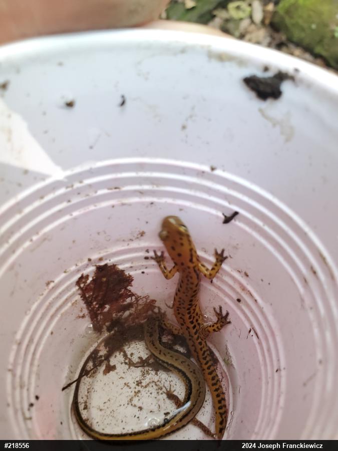 Eastern Long-tailed Salamander