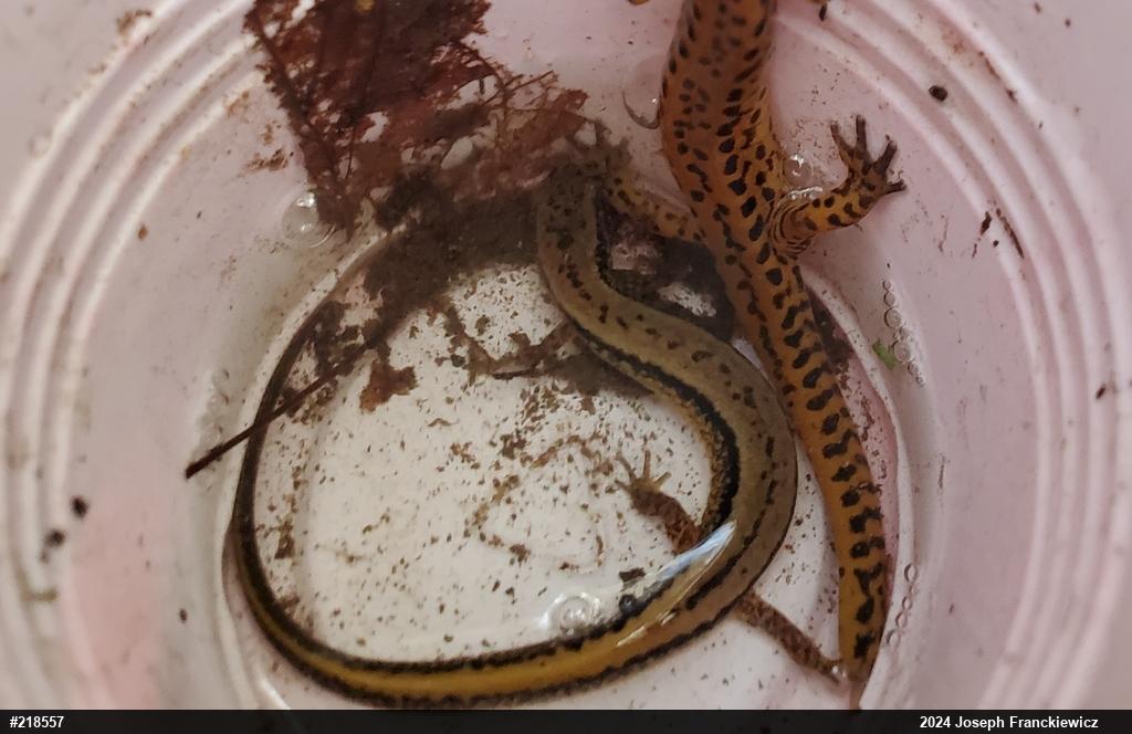 Northern Two-lined Salamander