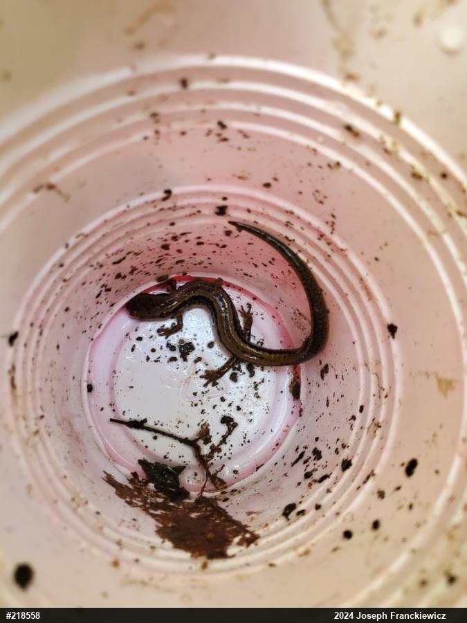 Northern Two-lined Salamander