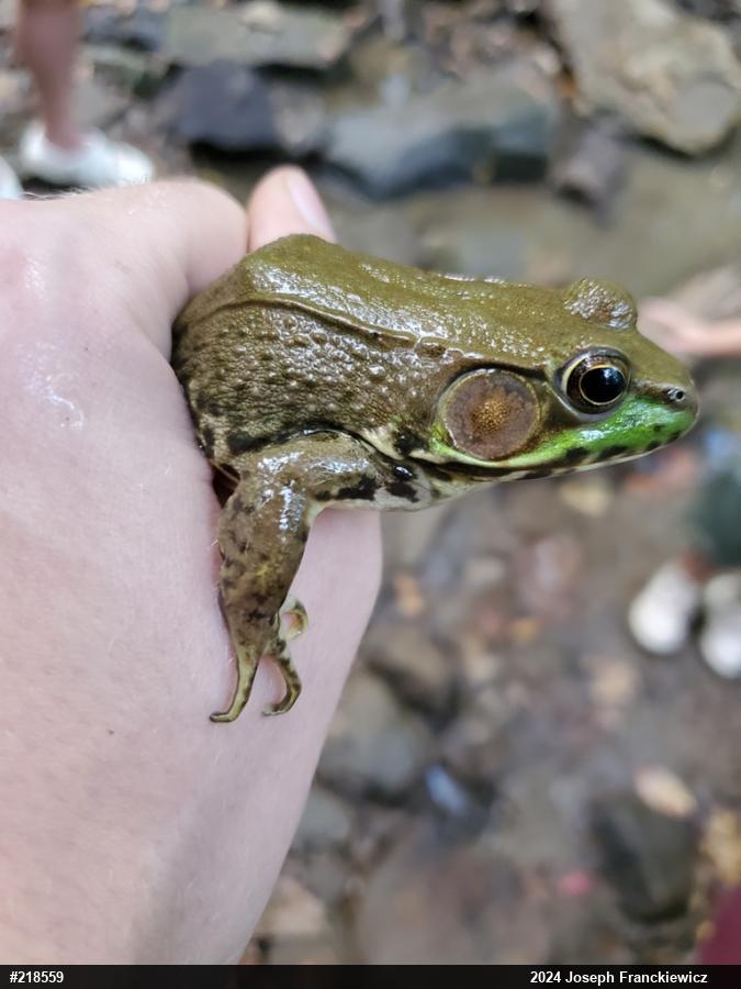 Green Frog