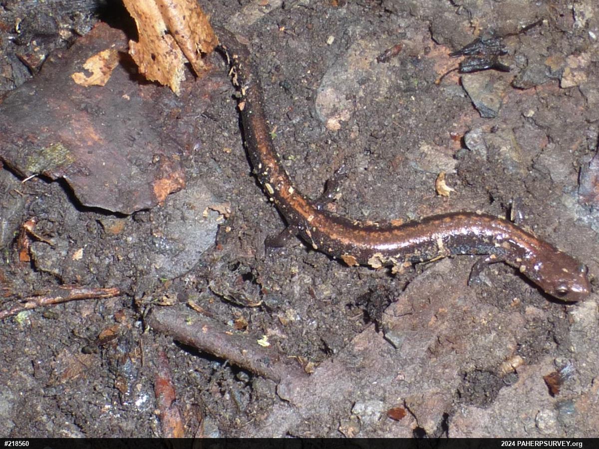 Eastern Red-backed  Salamander