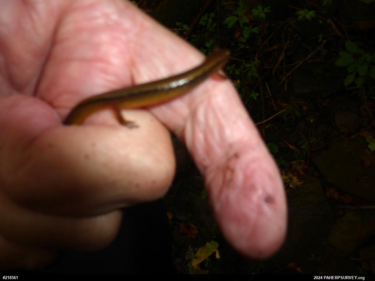 Northern Two-lined Salamander