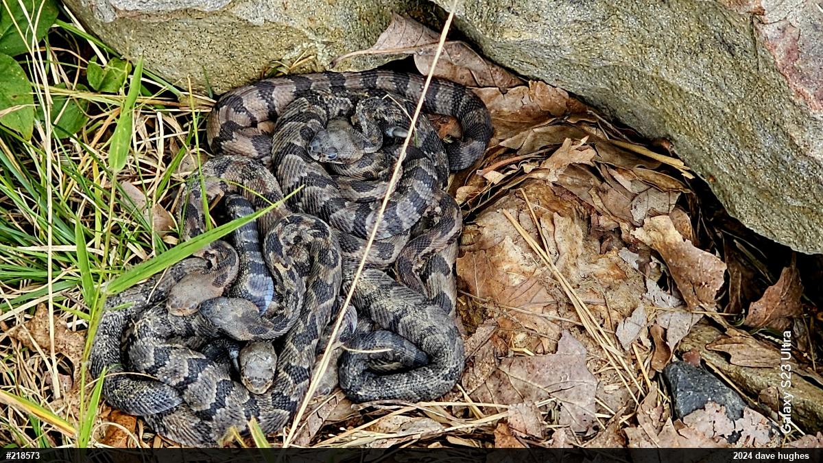 Timber Rattlesnake