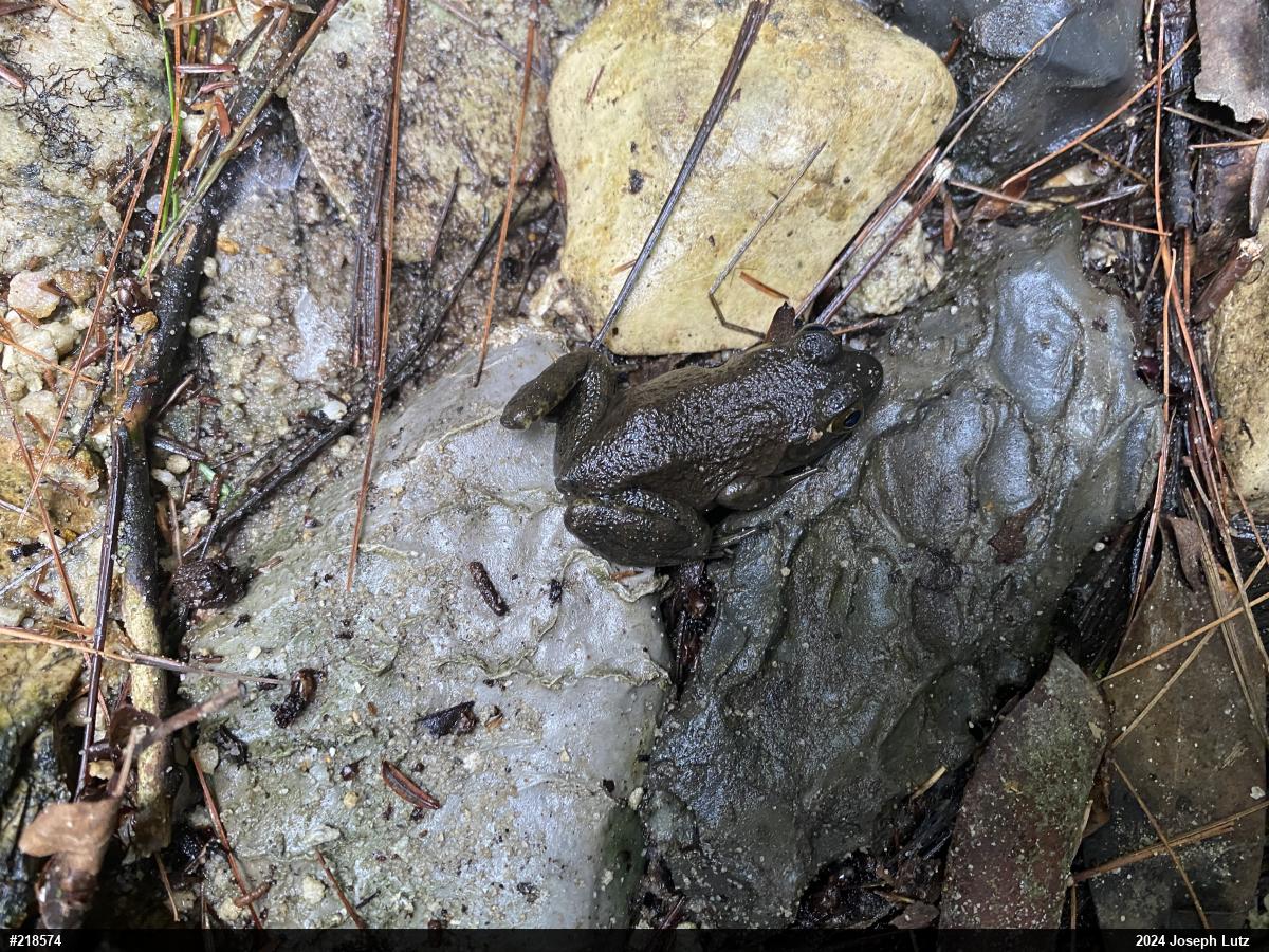 American Bullfrog