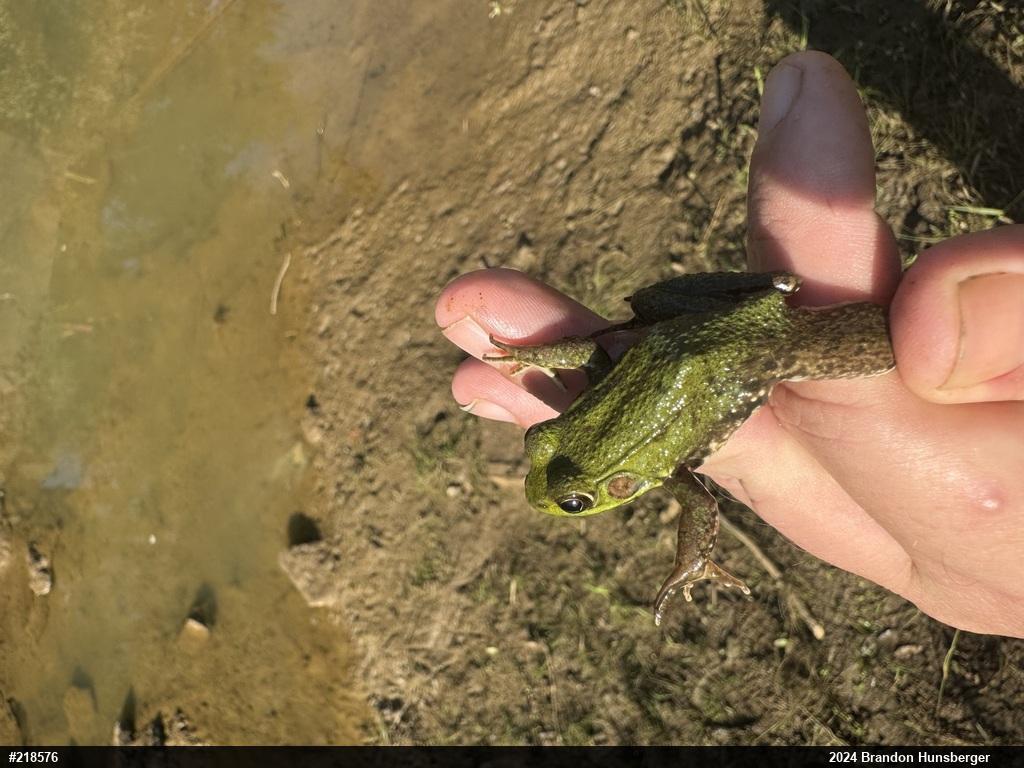 Green Frog