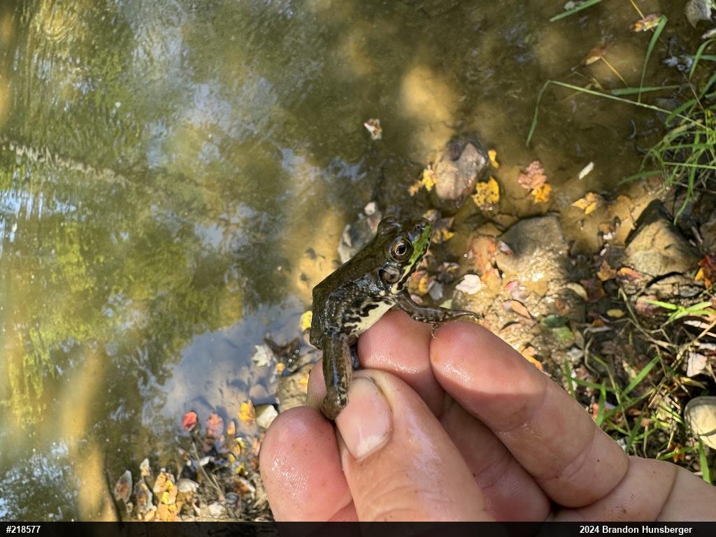 Green Frog