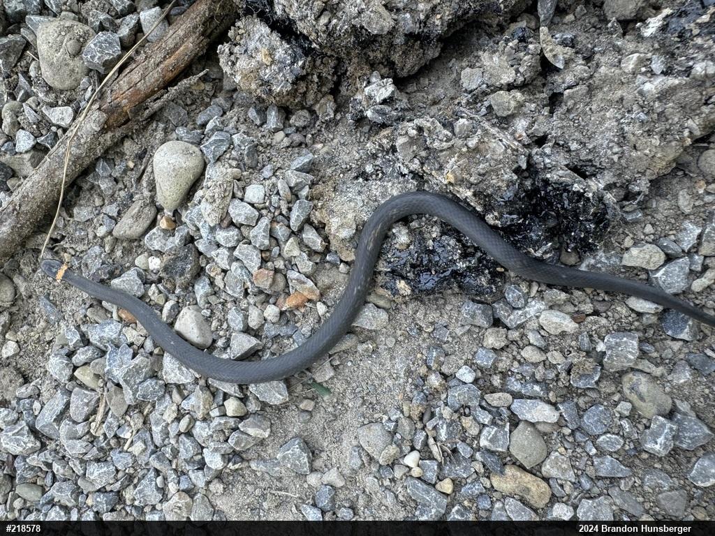 Northern Ring-necked Snake