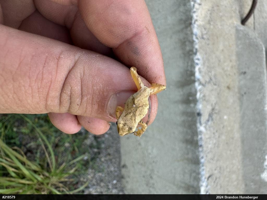 Spring Peeper