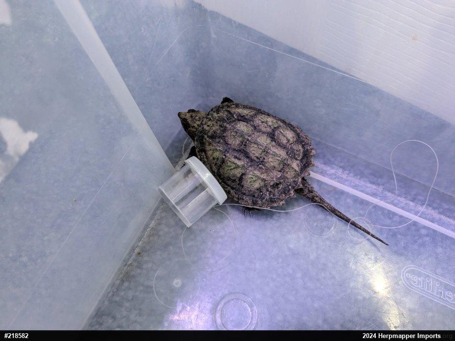 Snapping Turtle