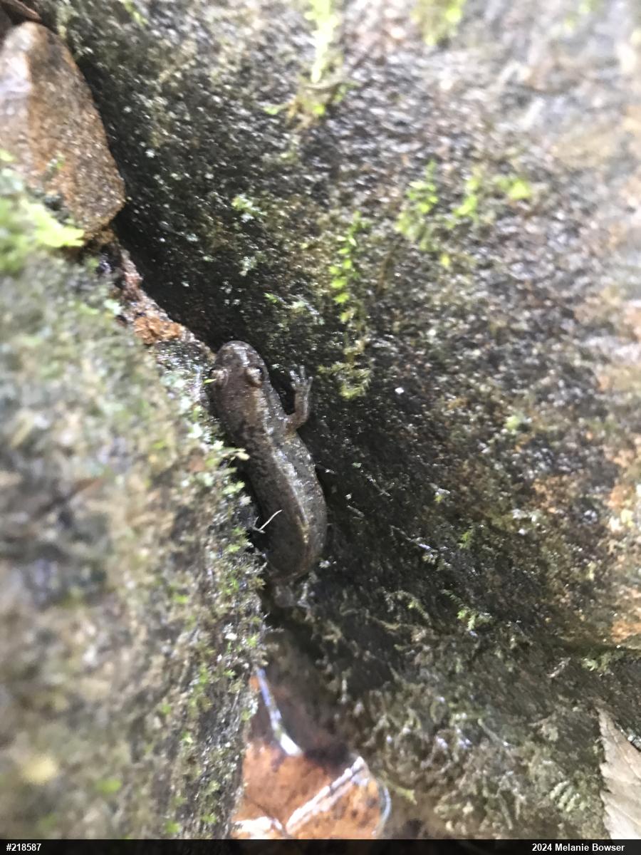 Northern Dusky Salamander
