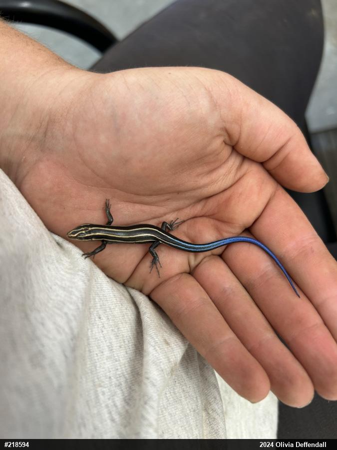 Common Five-lined Skink