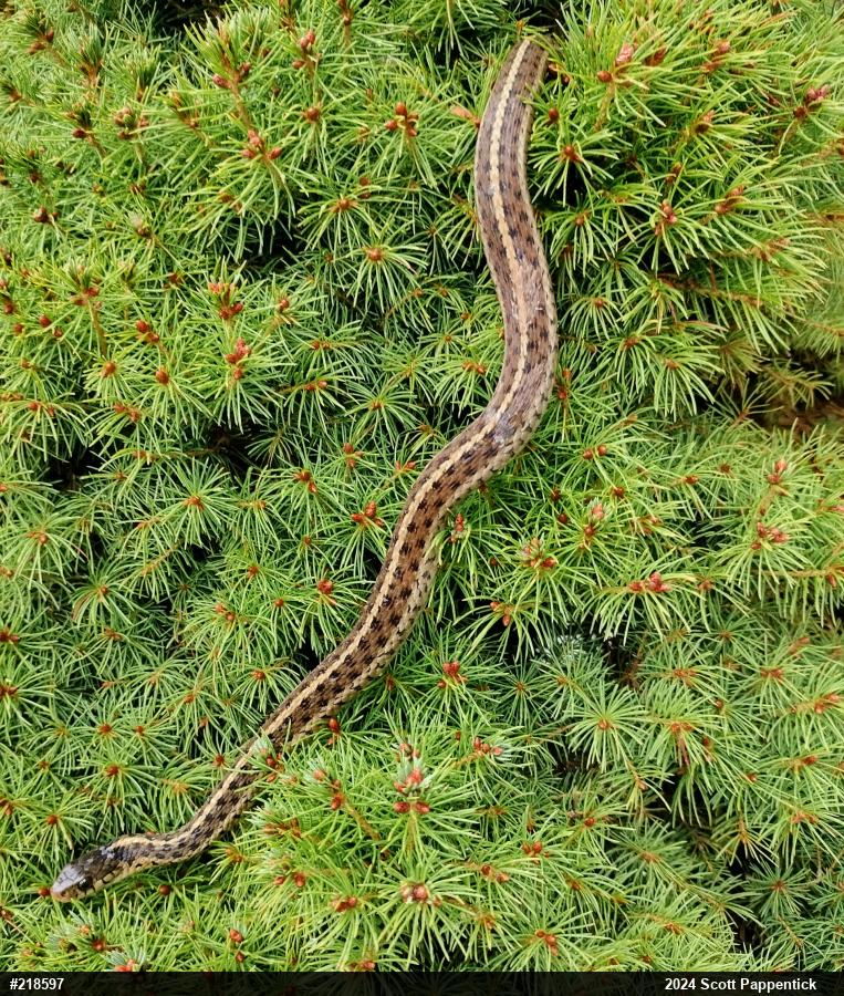 Eastern Gartersnake