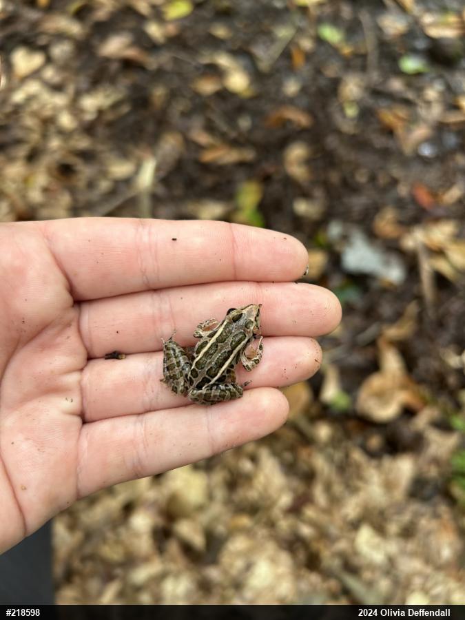 Pickerel Frog