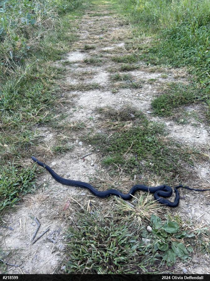 Eastern Ratsnake