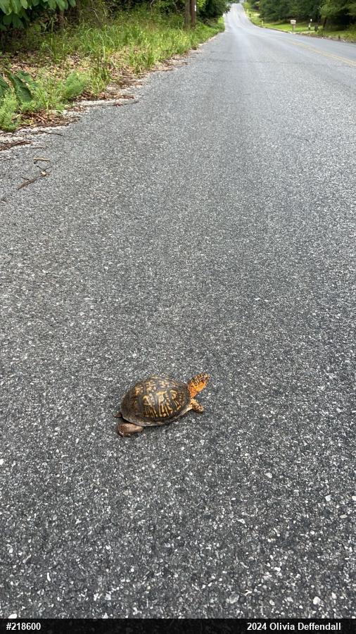 Eastern Box Turtle