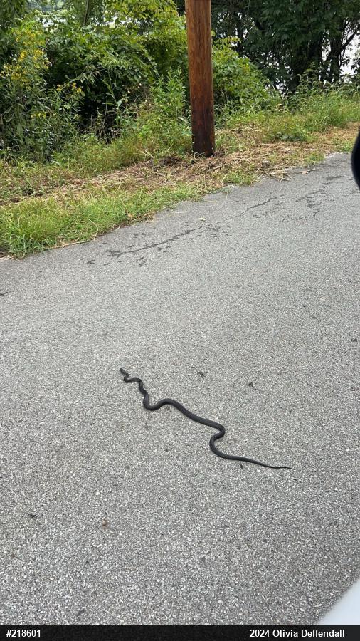 Eastern Ratsnake