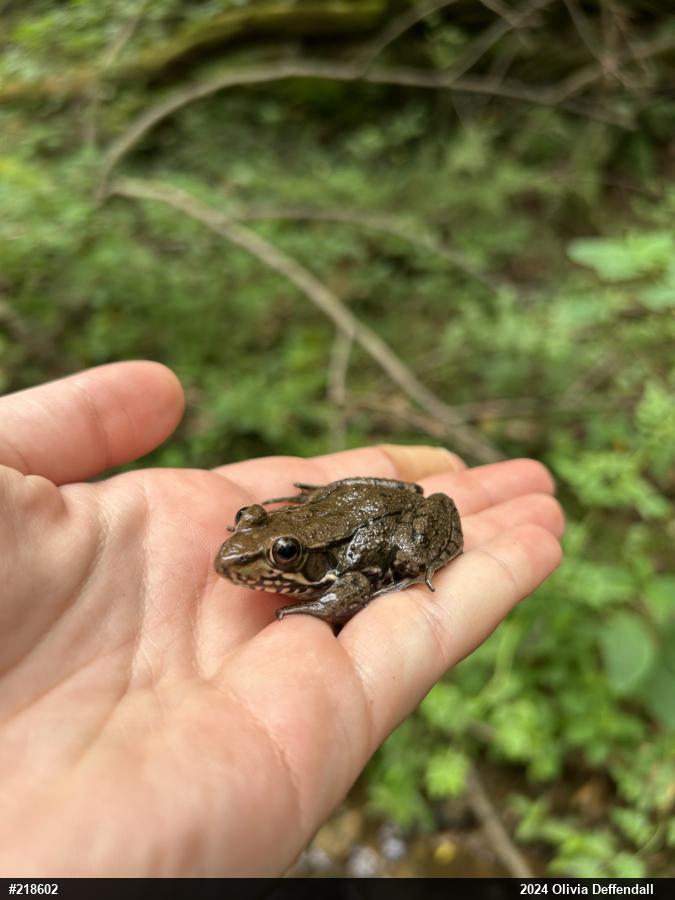 Green Frog