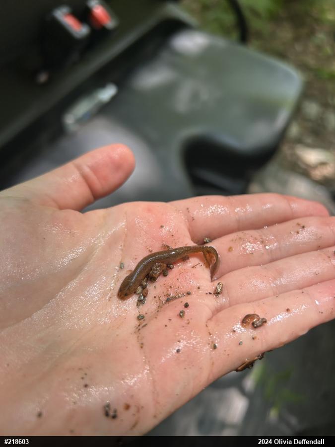 Northern Red Salamander